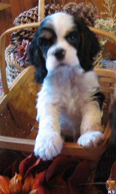 Champion AKC Cocker Spaniel Puppies for Sale