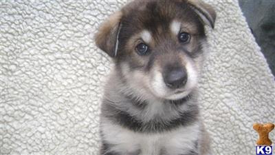 Utonagan Puppies Wolf look-a-like