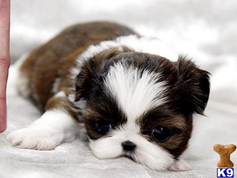 Teacup+shih+tzu+puppy+for+sale