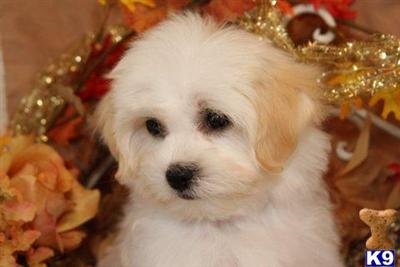 Mattie - Adorable Female Shichon/Yuchon Puppy