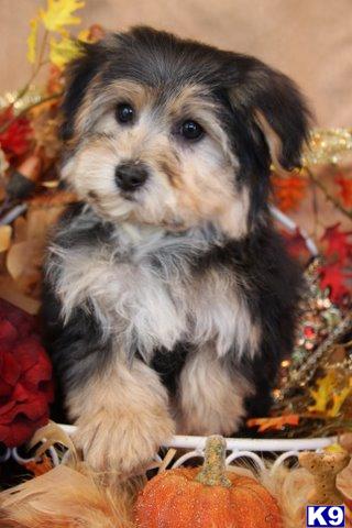 Has Found His New Home - Other Yorkichons Available