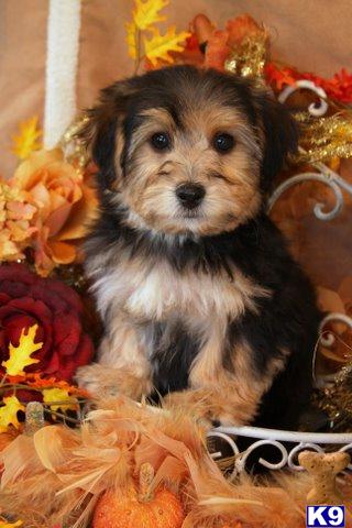 Thomas Has Found His New Home - Other Yorkichons Available