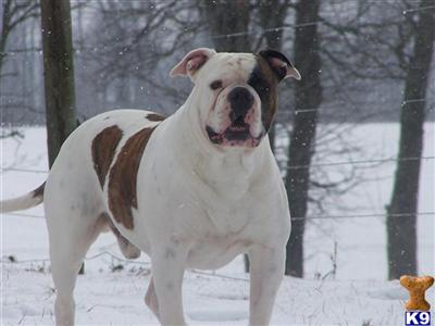 TightNTuffs Champion Malaki