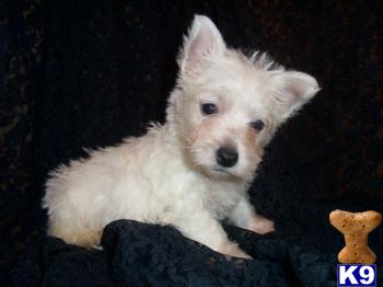WEST HIGHLAND TERRIER PUPPIES FOR SALE BAYSIDE QUEENS NY 718-224-3643