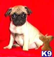 PUG  PUGGLE PUPPIES FOR SALE BAYSIDE QUEENS NY 718-224-3643