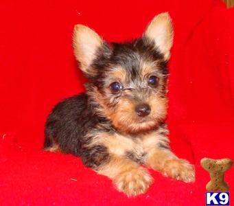 SILKY TERRIER   SILKYPOO PUPPIES FOR SALE BAYSIDE QUEENS NY 718-224-3643
