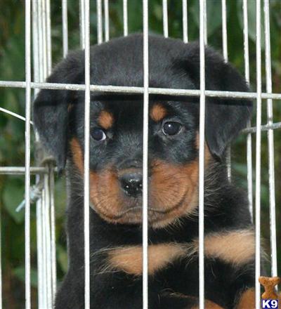 SUPER ROTTWEILERS PUPPIES