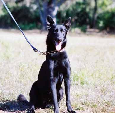 Von Asgard Working Malinois Kennel
