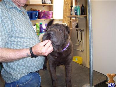 CHINESE SHAR PEI PUPS FOR SALE