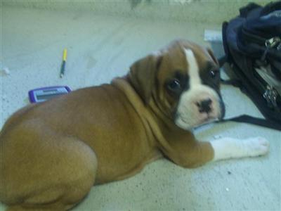 Beautiful  Smart Boxer Babies
