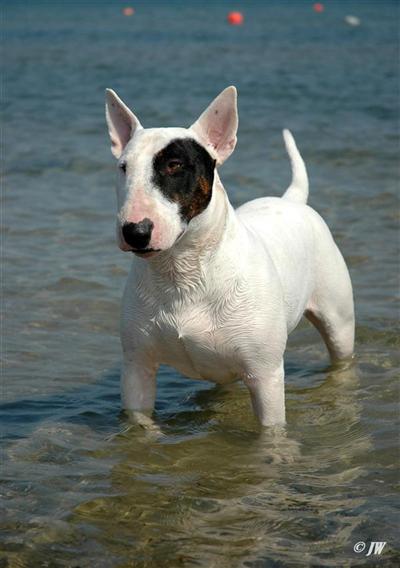 FCI/AKC Champion Peaceful Bull´s Barclay