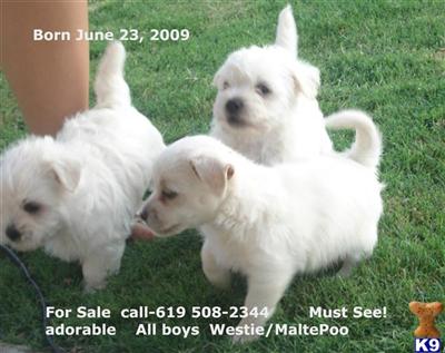 Westie/Maltepoo for Sale