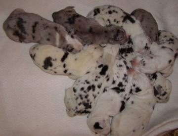Harlequin Danes for sale