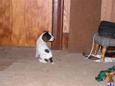 German wirehaired pointer pups