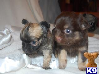 Wolf Sable Chihuahua Pups