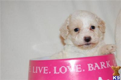DOxie-poo puppies Love dachshunds, hate the shedding? click here