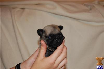 Rare SIlver Pug Puppy