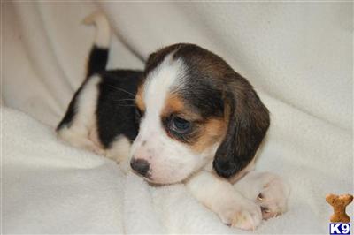 Flashy beagle pups