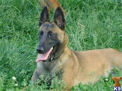 Working malinois Pups