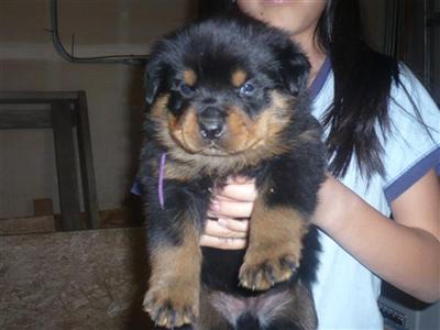 WuTang Rottweilers Puppies