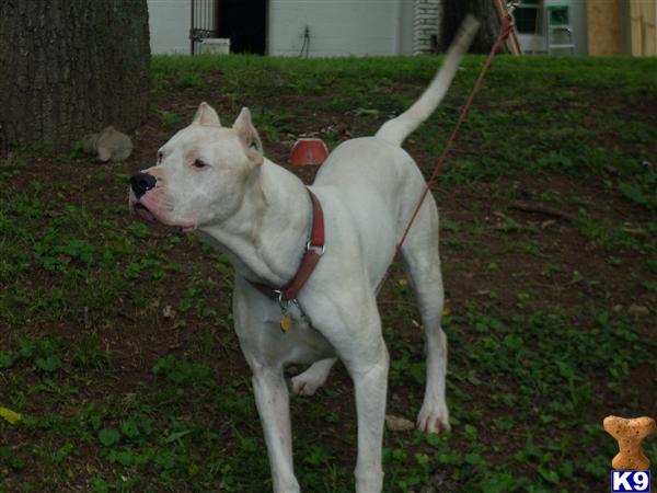 Dogo+argentino+puppies+for+sale+price