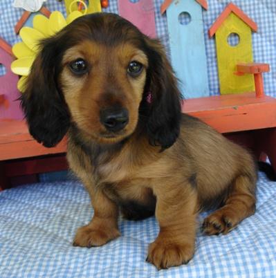 Drew-Champion Grandsired Red Longhaired
