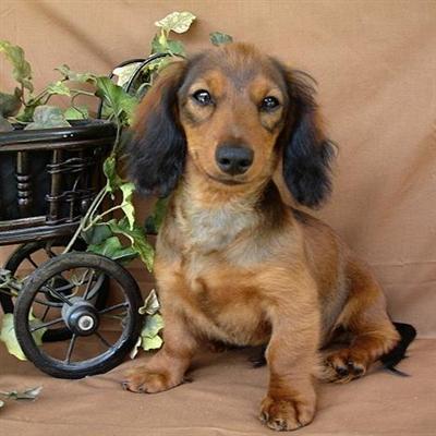 Drake-Champion Grandsired Red Longhaired