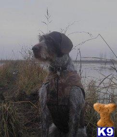 German Wirehaired Pointer Puppies