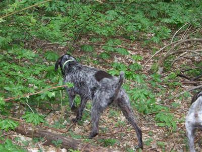 German Wirehaired Pointer Puppies
