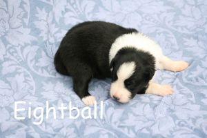 Black  White and Blue Merles