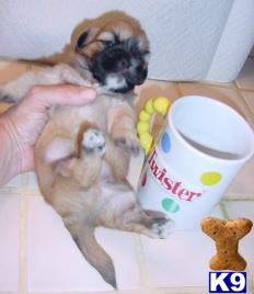 Gorgeous AKC Lhasa babies
