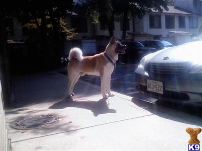 Nikko