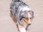 AKC/ASCA Pepper