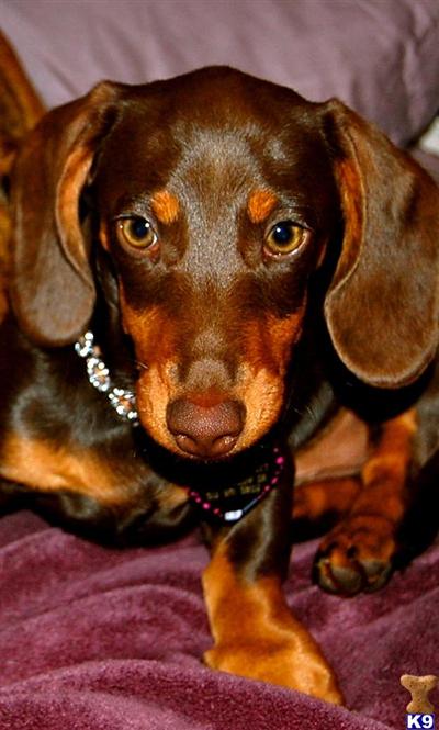 AKC and CKC   Stud Service  Chocolate and Tan Mini Dachshund in Round Rock/ Austin San Macos Area.