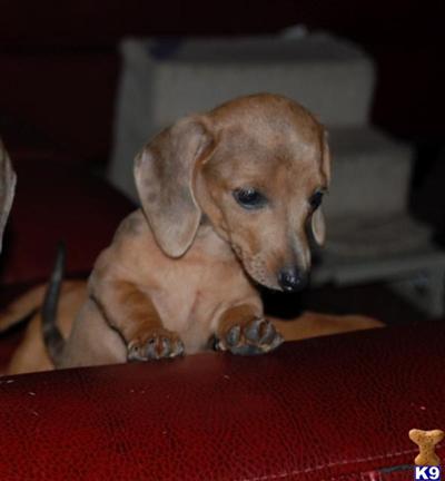 AKC Mini Female Fawn Isabella Dapple Dachshund  in Round Rock ~ Austin ~ San Marcos ~ San Antonio ~ Bastrop  Area