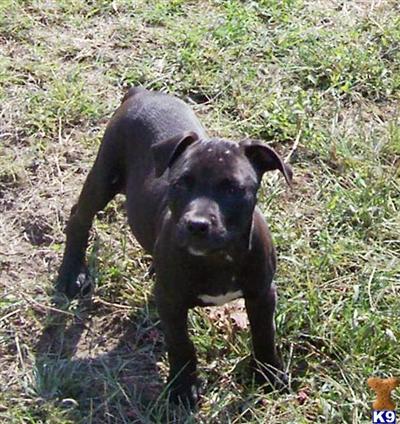 Black female ADBA reg.