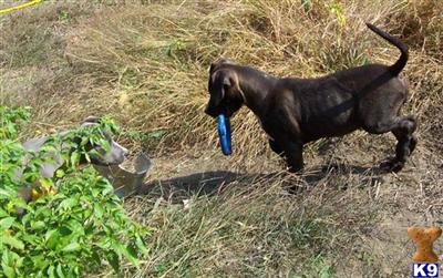 Black and white female pup B  ADBA