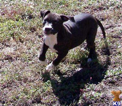 Pit bull pup Black  White male ADBA reg.