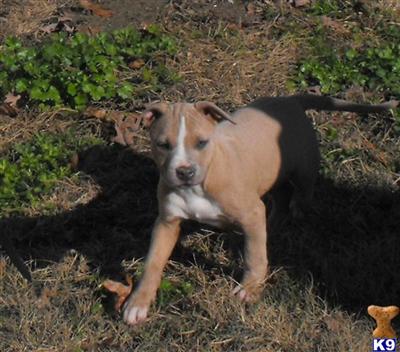 Fawn blue m2d   ADBA Reg.