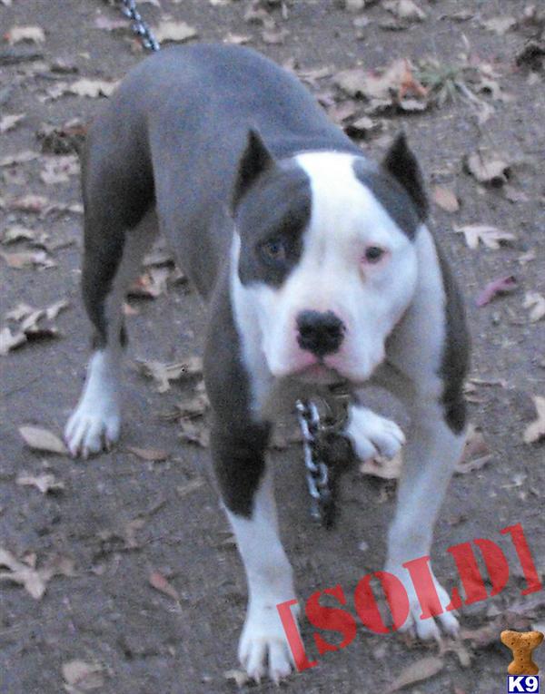  - d_adamskennels_american-pit-bull-a20111119185352