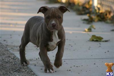 Hershey