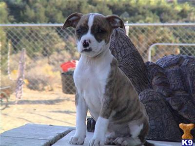 AKC registered Tex