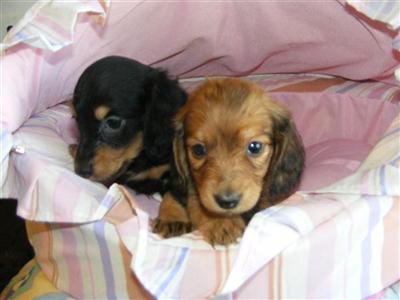 AKC Eng Cream female puppies, 2