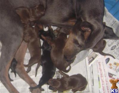 AKC Doberman Pinscher puppies are here