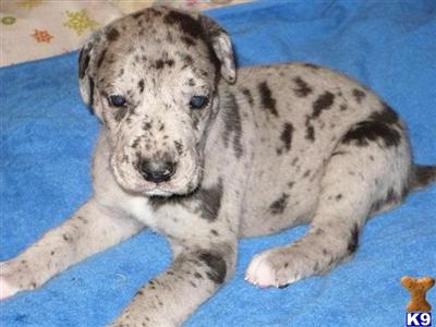 AKC MALE MERLE
