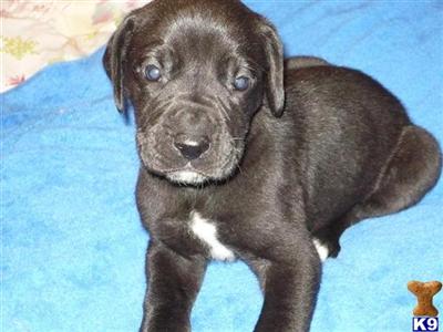 AKC BLACK FEMALE