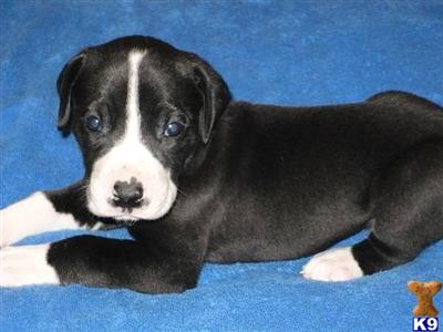 AKC MANTLE FEMALE