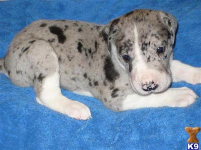 AKC MANTLE MERLE FEMALE