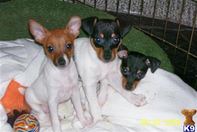 FRITZFOX TOY FOX TERRIER PUPS-SOLD CONGRATS TO ALL THEIR NEW OWNERS