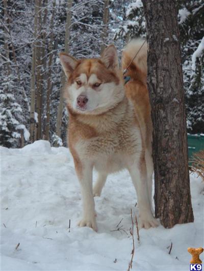 Giant Red Alaskan Malamutes
